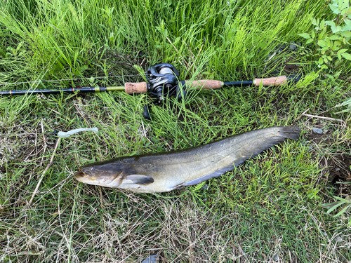 ナマズの釣果