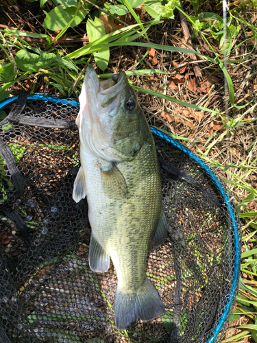 ラージマウスバスの釣果