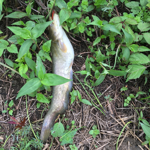 ナマズの釣果