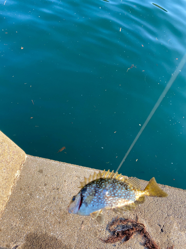 バリの釣果