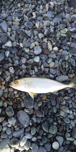 ワカシの釣果