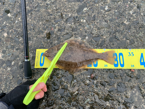 カレイの釣果