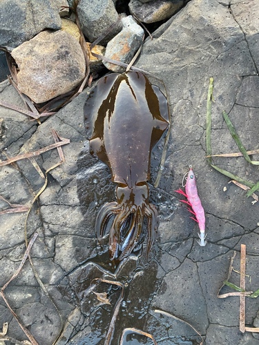 アオリイカの釣果