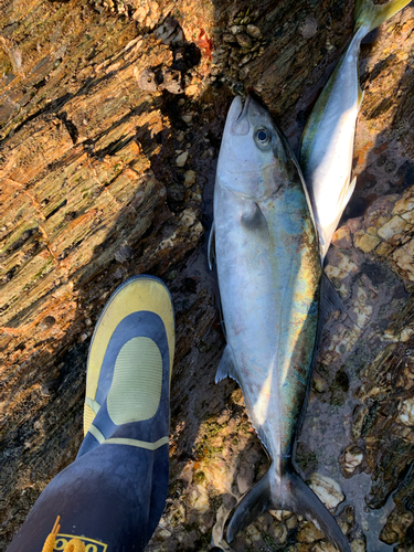 カンパチの釣果