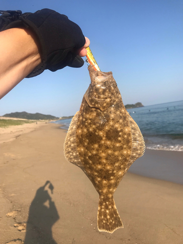 ソゲの釣果