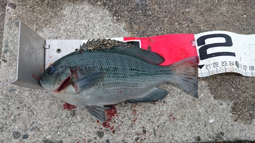 クチブトグレの釣果