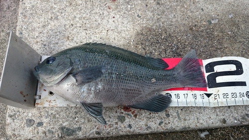 クチブトグレの釣果