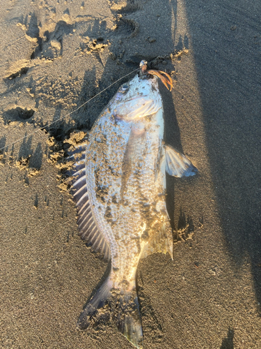 キチヌの釣果