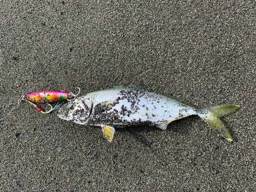 ワカシの釣果