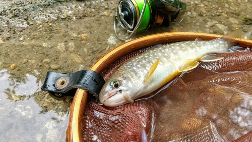 イワナの釣果