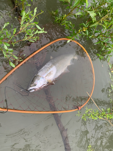 サクラマスの釣果