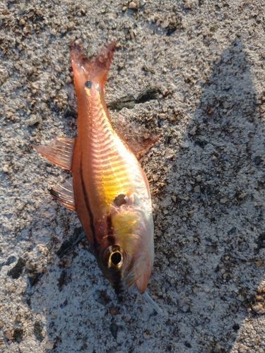 ネンブツダイの釣果