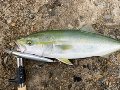 イナダの釣果