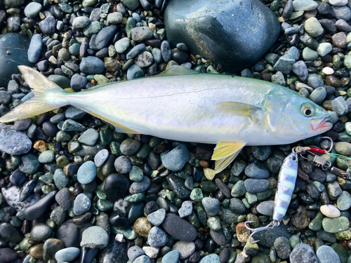 ワカシの釣果