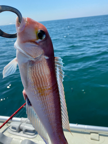 アマダイの釣果