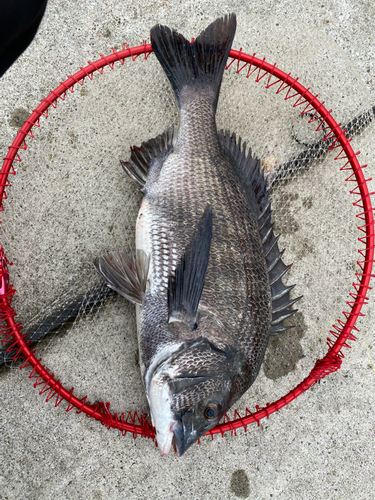 チヌの釣果