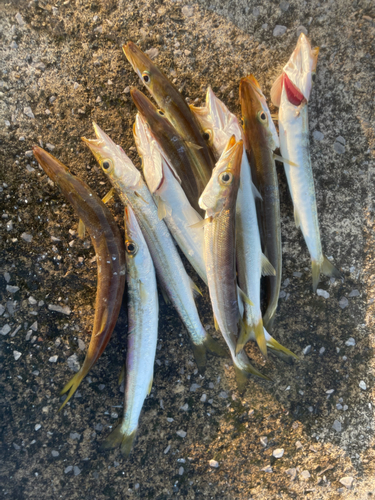 カマスの釣果