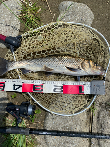 ニゴイの釣果