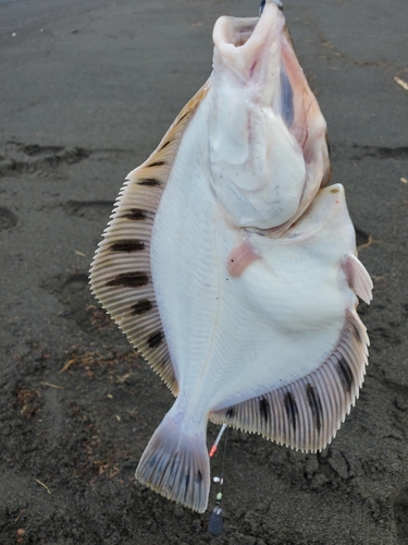 カレイの釣果