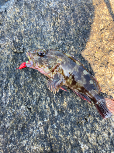 カサゴの釣果