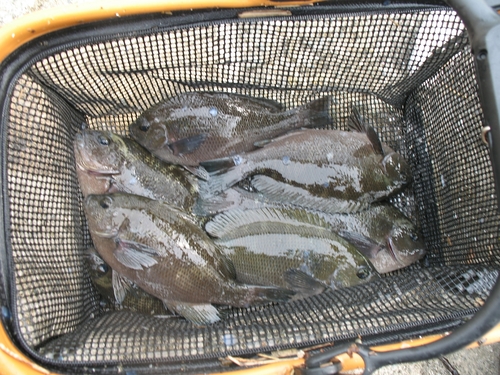 クチブトグレの釣果