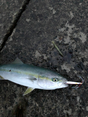 イナダの釣果