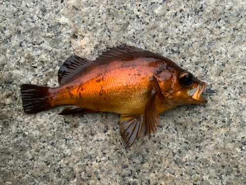 メバルの釣果