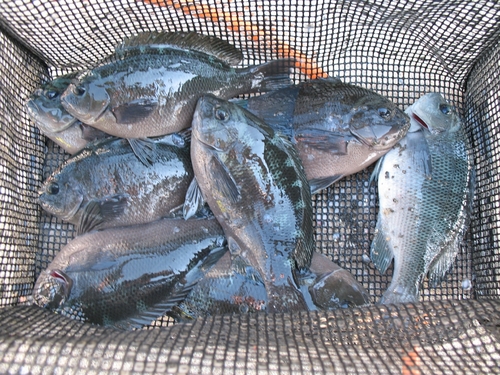 クチブトグレの釣果