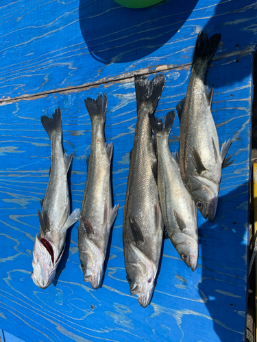 シーバスの釣果