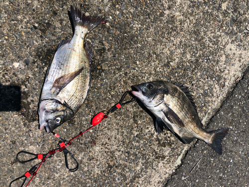 クロダイの釣果