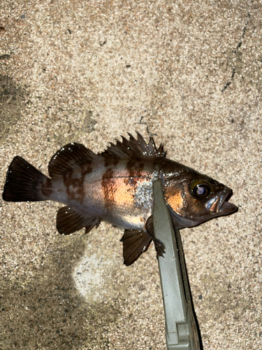 メバルの釣果