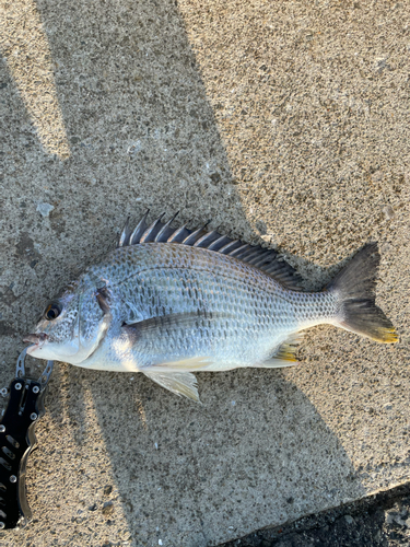 キビレの釣果