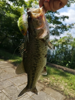 ブラックバスの釣果