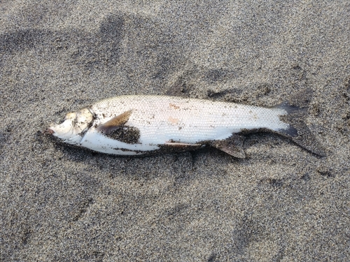 ウグイの釣果