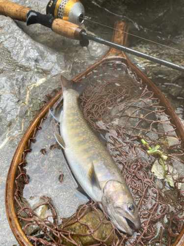 イワナの釣果