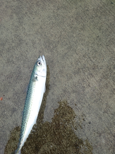 サバの釣果