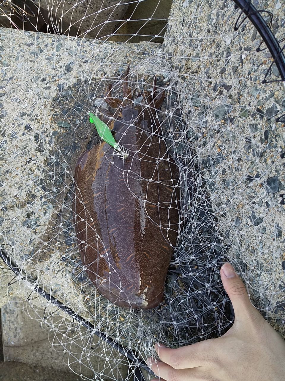 モンゴウイカ