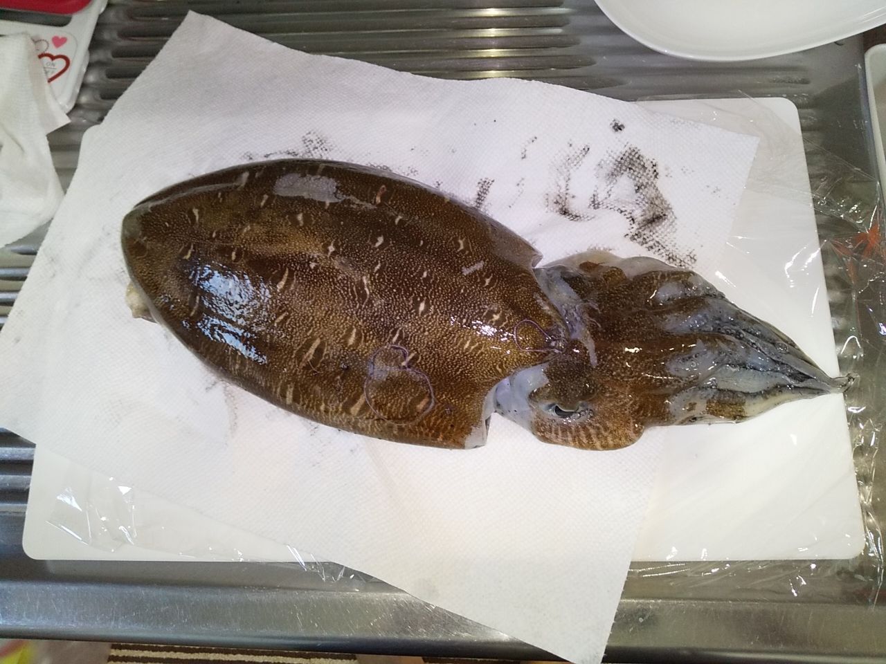 モンゴウイカ