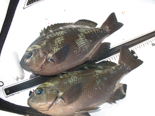 クチブトグレの釣果