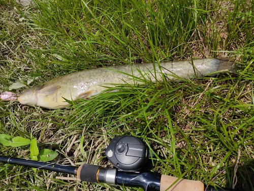 ナマズの釣果