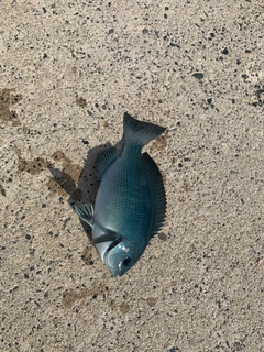 メジナの釣果