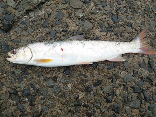 アメマスの釣果