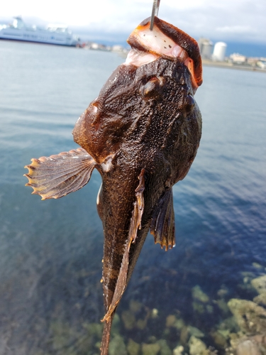 カジカの釣果