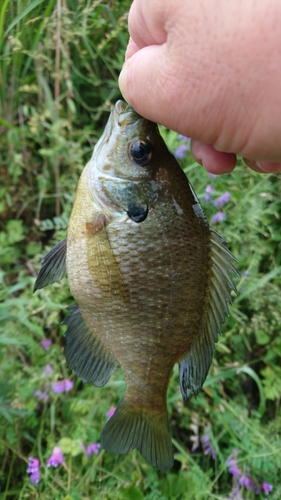 ブルーギルの釣果