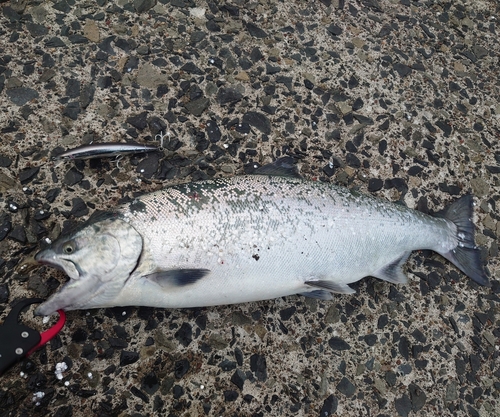 アメマスの釣果