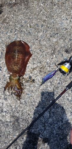 アオリイカの釣果