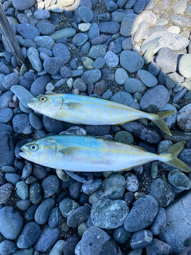 ワカシの釣果