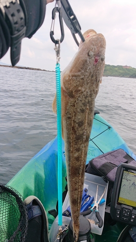 マゴチの釣果