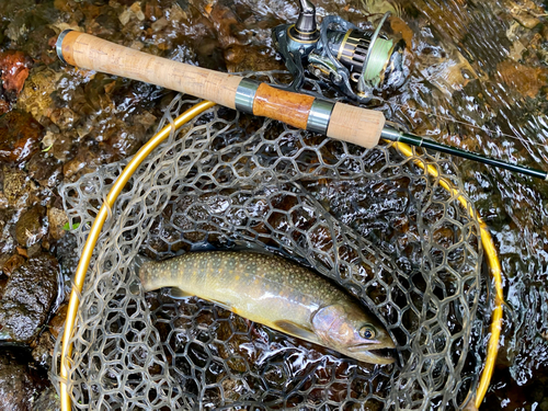 イワナの釣果