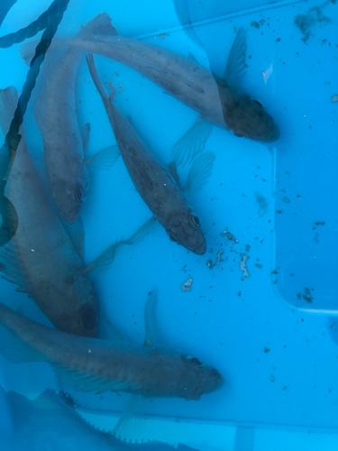 クロメバルの釣果